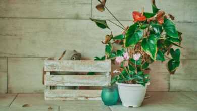 green potted plant on brown wooden crate