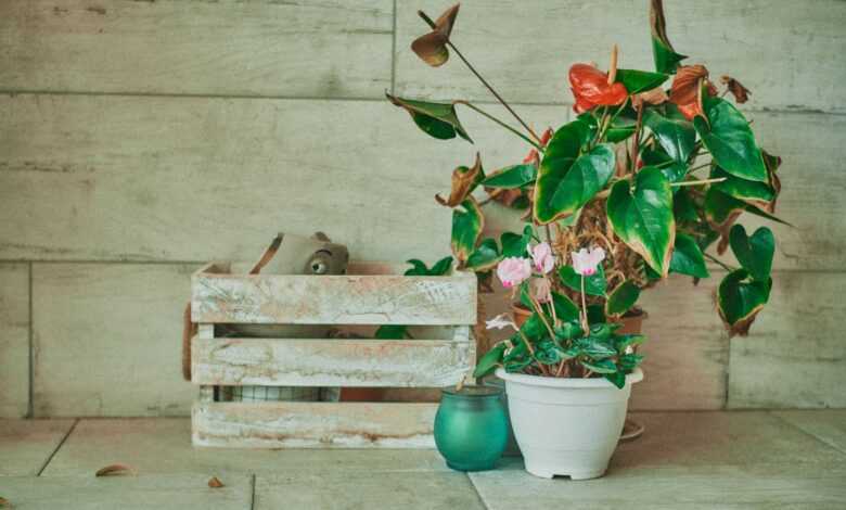 green potted plant on brown wooden crate