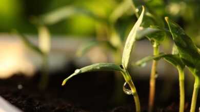 germinate, seeds, plants, seed, nature, green, soil, germination, grow, spring