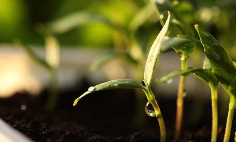 germinate, seeds, plants, seed, nature, green, soil, germination, grow, spring