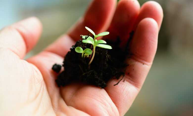 plant, little plants, sow