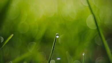 grass, background, raindrop