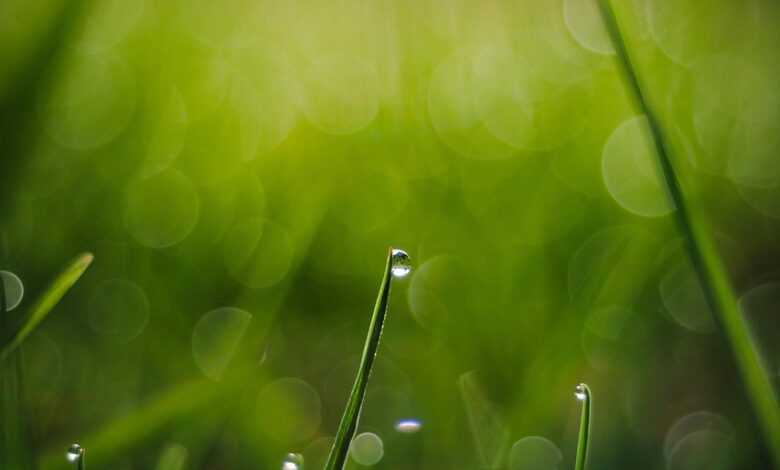 grass, background, raindrop