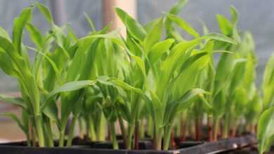 corn, seed starting in container, growing corn