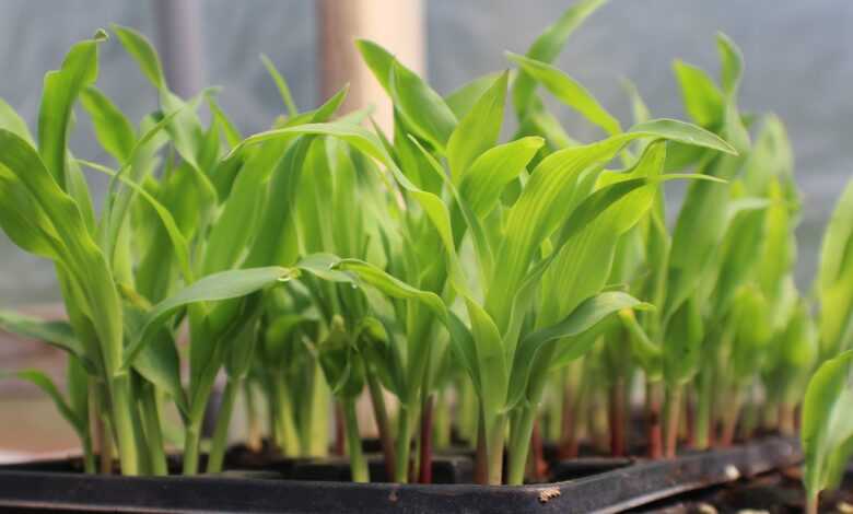 corn, seed starting in container, growing corn