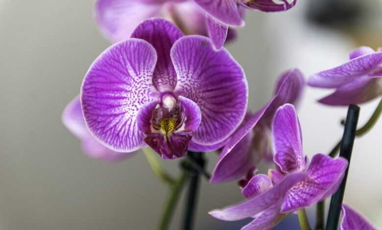 orchid, flower, nature