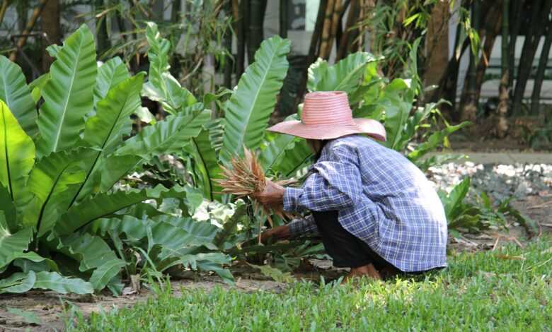 worker, gardener, gardening