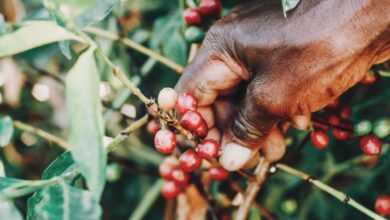 Unrecognizable black farmer picking cherries from tree