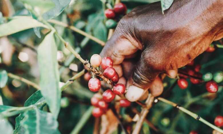 Unrecognizable black farmer picking cherries from tree