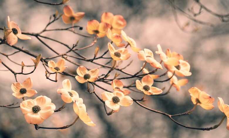 dogwood, spring, bloom