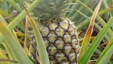 pineapple, pineapple field, pineapple farm, fruit, agriculture, tropical, pineapples, nature, pineapple, pineapple, pineapple field, pineapple field, pineapple field, pineapple field, pineapple field, pineapple farm, pineapple farm, pineapple farm