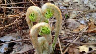 ferns, bud, plants