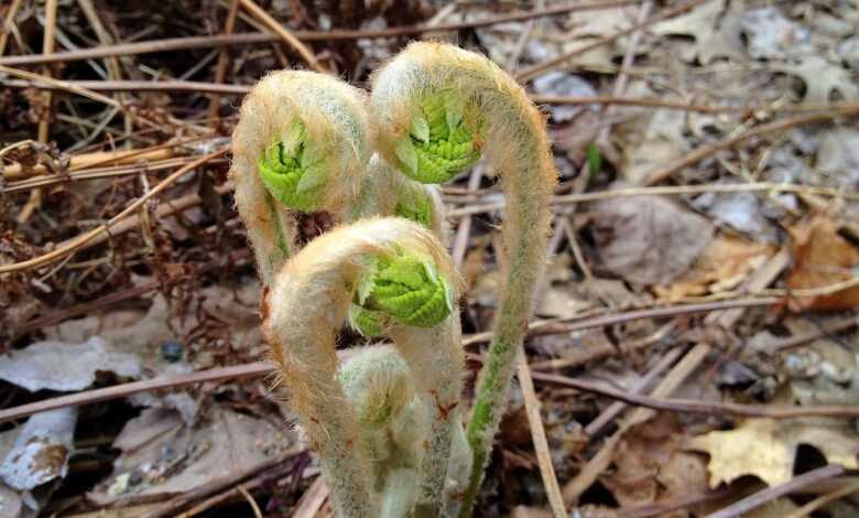 ferns, bud, plants