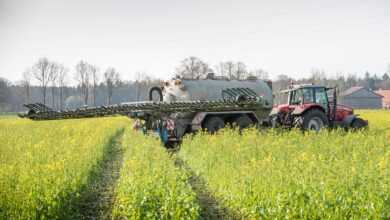 catch crop, oilseed rape, intercropping, crop rotation, agriculture, nature, slurry, fertilization, slurry tanker, field, fields, manure, tractor, plant