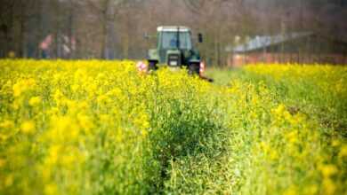 catch crop, tractor, field, nature, cultivate, agriculture, agricultural economics, agricultural machine, cultivator, agricultural engineering, spring