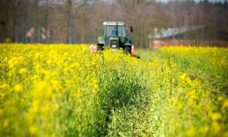 catch crop, tractor, field, nature, cultivate, agriculture, agricultural economics, agricultural machine, cultivator, agricultural engineering, spring