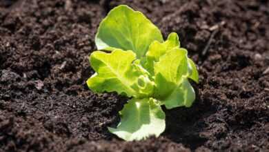 salad seedling, green, fresh