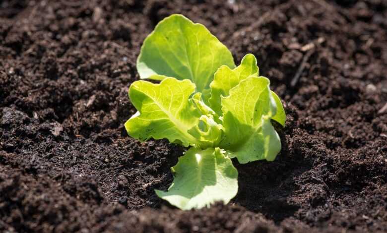 salad seedling, green, fresh