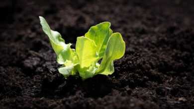 salad seedling, salad, sapling