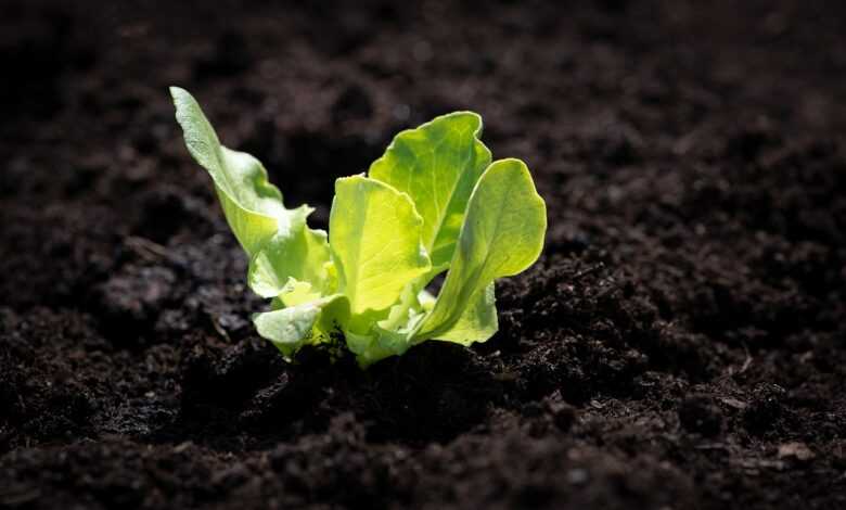 salad seedling, salad, sapling