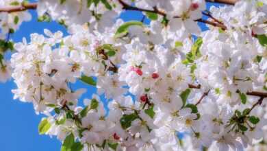 blossom, apple blossom, fruit tree