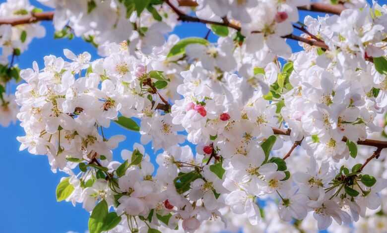 blossom, apple blossom, fruit tree