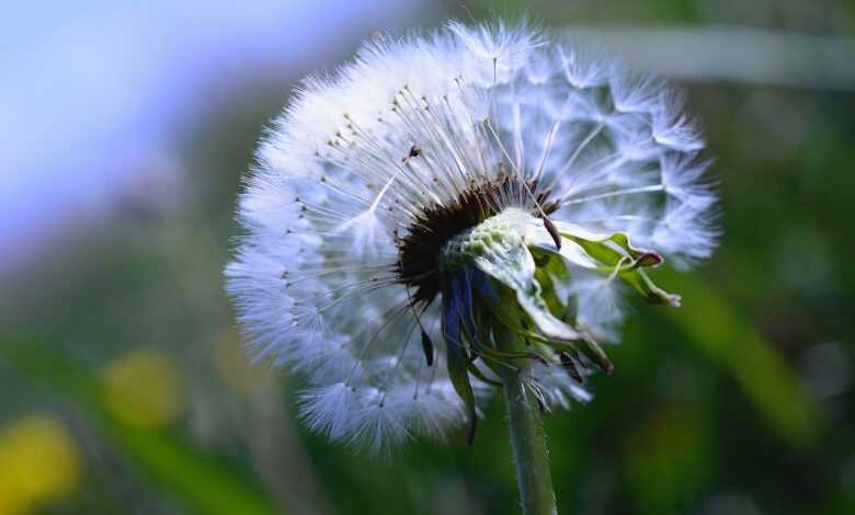 dandelion, dandelion flower, seeds