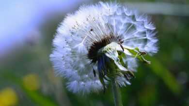 dandelion, dandelion flower, seeds