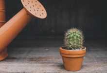 cactus, watering can, houseplant, plant, pot, flowerpot, thorn, potted plant, lonely, botanical, desert plants, nature, prickly, thorns, gray plants