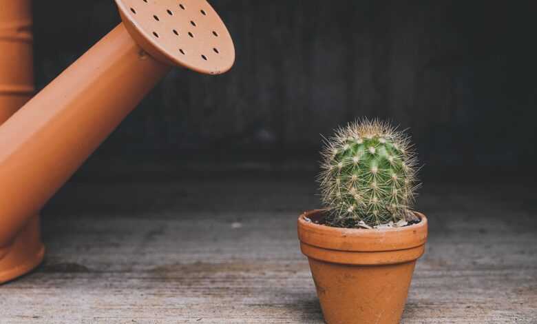 cactus, watering can, houseplant, plant, pot, flowerpot, thorn, potted plant, lonely, botanical, desert plants, nature, prickly, thorns, gray plants