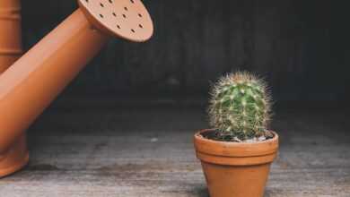 cactus, watering can, houseplant, plant, nature, pot, flowerpot, thorn, potted plant, lonely, botanical, desert plants, prickly, thorns, gray plants