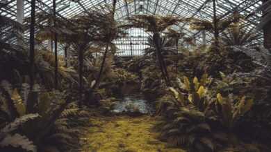 conservatory, plants, greenhouse, trees, garden, nature, eco, horticulture, ecosystem, glasshouse, environment, ecology, agriculture, hexagon, tropical, botanical, architecture, conservation, environmental, greenhouse, greenhouse, greenhouse, greenhouse, greenhouse, ecosystem, ecosystem