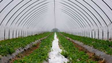 wall tunnel, slide tunnel, strawberries, strawberry breeding, cultivation, protected, agriculture, strawberry cultivation, forcing, fruit growing, strawberry culture, early variety, profit increase, drip irrigation, bloom, strawberry plants, forcing procedures, spring, strawberry blossoms, drip irrigation, nature, drip irrigation, drip irrigation, drip irrigation, drip irrigation