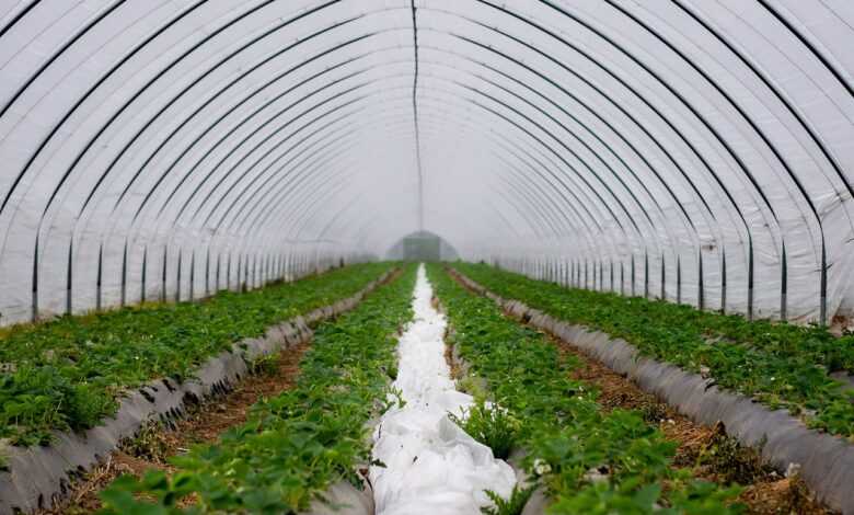 wall tunnel, slide tunnel, strawberries, strawberry breeding, cultivation, protected, agriculture, strawberry cultivation, forcing, fruit growing, strawberry culture, early variety, profit increase, drip irrigation, bloom, strawberry plants, forcing procedures, spring, strawberry blossoms, drip irrigation, nature, drip irrigation, drip irrigation, drip irrigation, drip irrigation