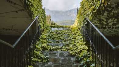 Concrete Stairs covered in Weeds