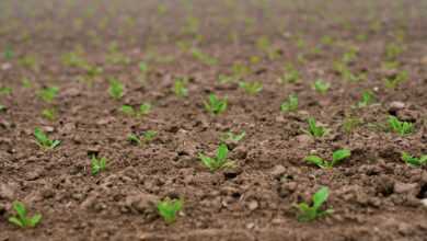 seedlings, sugar beet, shoots