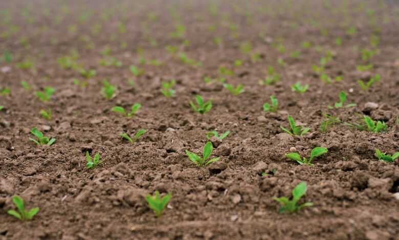 seedlings, sugar beet, shoots