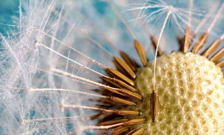 flower, dandelion, wildflower