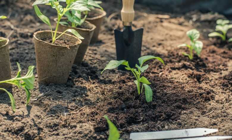 pepper, seedling, planting