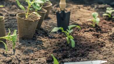 pepper, seedling, planting