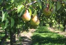 pear, tree, orchard, fruit, nature, branch, ontario, canada, green fruits