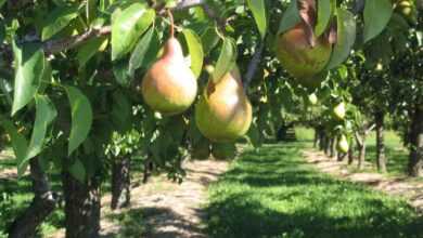 pear, tree, orchard, fruit, nature, branch, ontario, canada, green fruits
