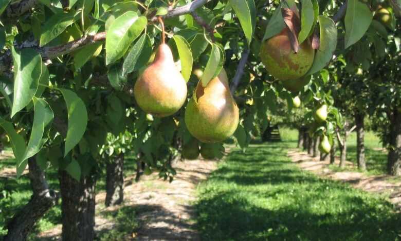 pear, tree, orchard, fruit, nature, branch, ontario, canada, green fruits