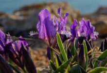 irises, lilac flowers, spring flowers, wild flowers, meadow, purple, flower background, meadow with flowers, wild irises, irises, irises, irises, irises, irises