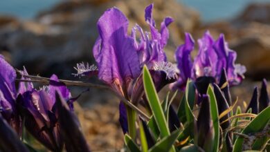 irises, lilac flowers, spring flowers, wild flowers, meadow, purple, flower background, meadow with flowers, wild irises, irises, irises, irises, irises, irises