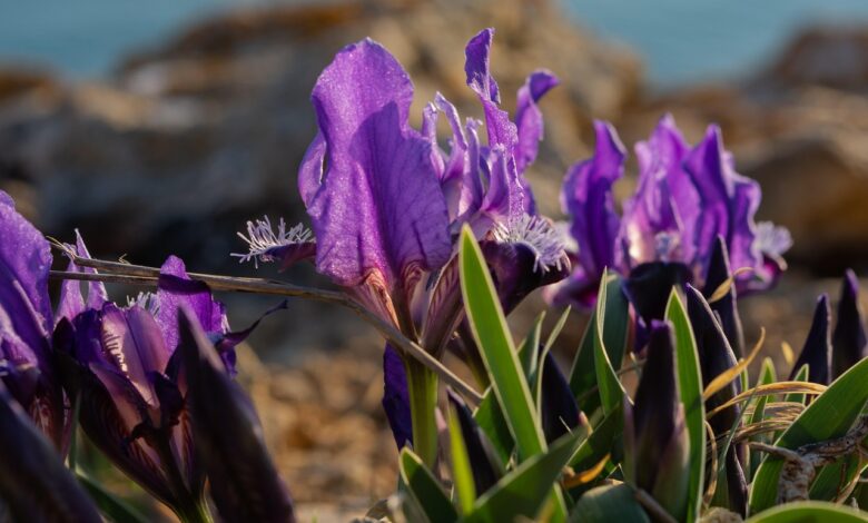 irises, lilac flowers, spring flowers, wild flowers, meadow, purple, flower background, meadow with flowers, wild irises, irises, irises, irises, irises, irises