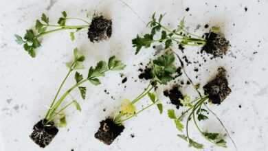 From above of small fresh parsley sprouts with soil on roots placed on white marble surface waiting for planting or healthy food adding