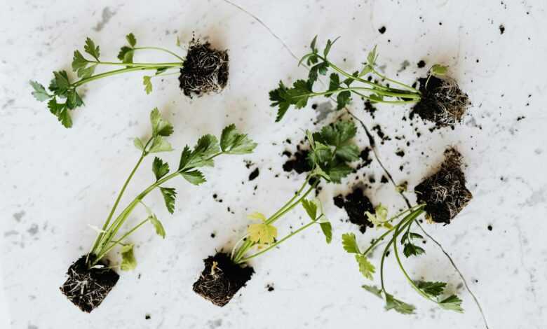 From above of small fresh parsley sprouts with soil on roots placed on white marble surface waiting for planting or healthy food adding