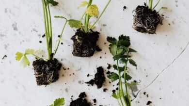 Green seedlings of parsley on marble desk