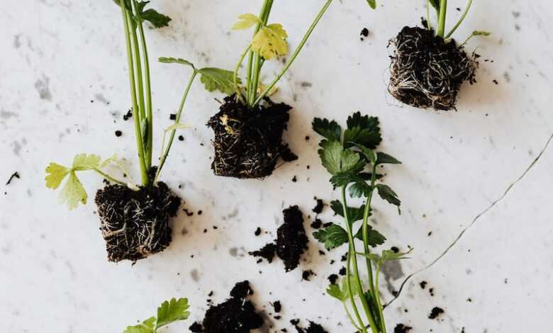 Green seedlings of parsley on marble desk